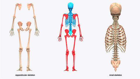 skeleton types