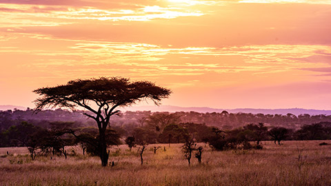 sunset on african plains