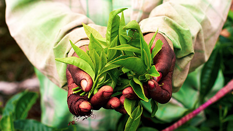 tea picker with handful of tea leaves