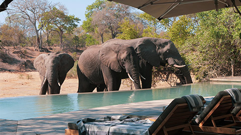 Elephant hanging around a swimming pool