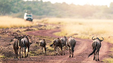 Animals and vehicle in safari park