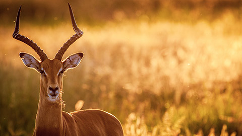 Pronghorn in the wild at sunset