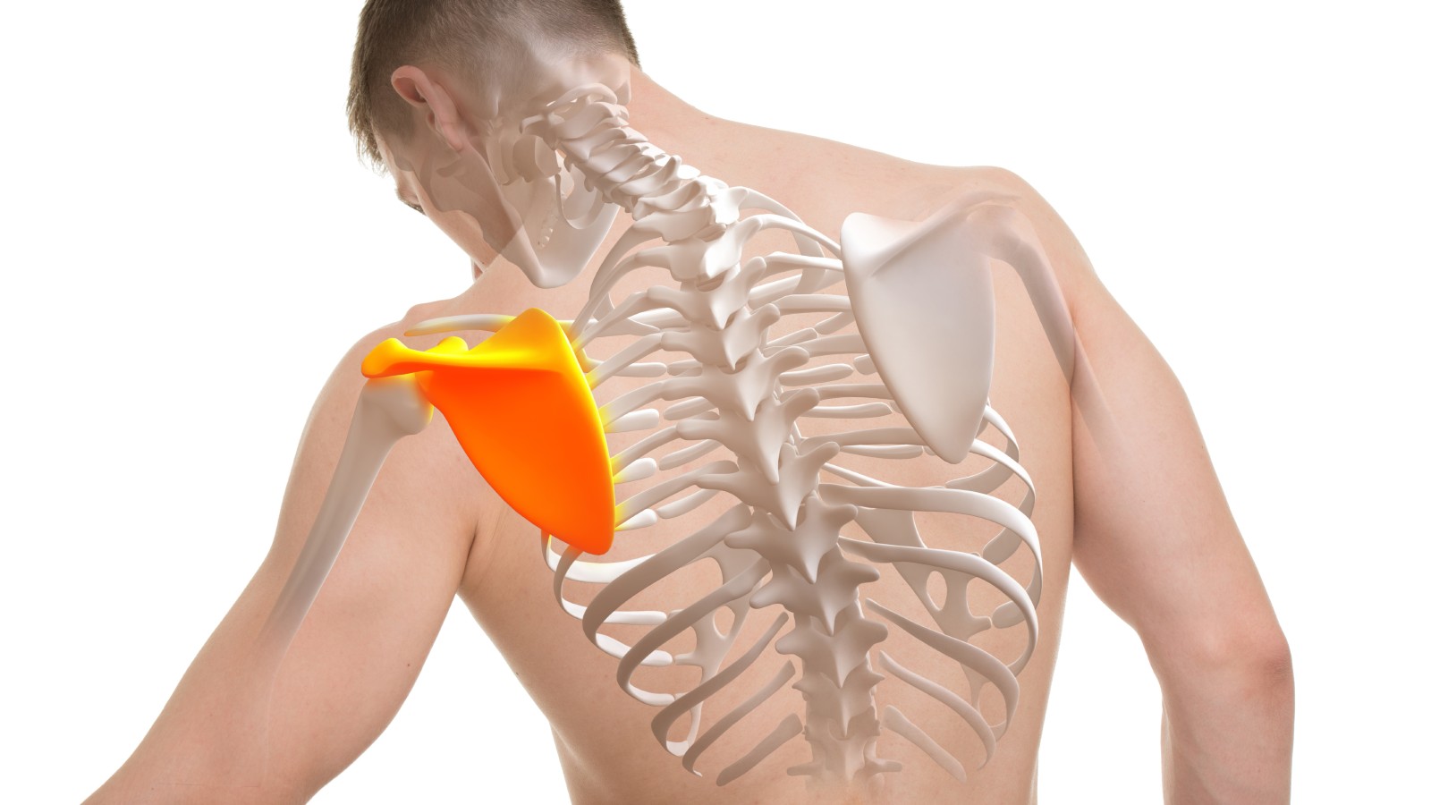 Man facing away from the camera with Xray style imagery of his upper skeleton highlighting his scapula