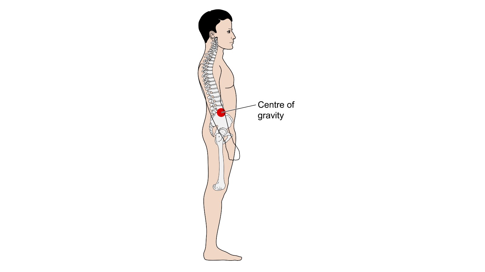 Diagram of man standing side on with the centre of gravity marked