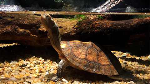 A long necked turtle reaching up for air while underwater