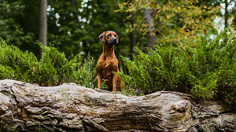 A Rhodesian Ridgeback outside in the woods leaning on a tree trunk