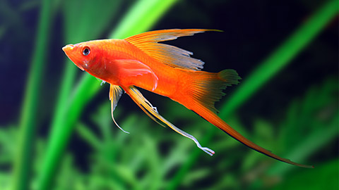 A Swordtail fish swimming around