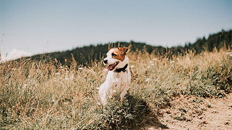 A dog sitting outside in the grass