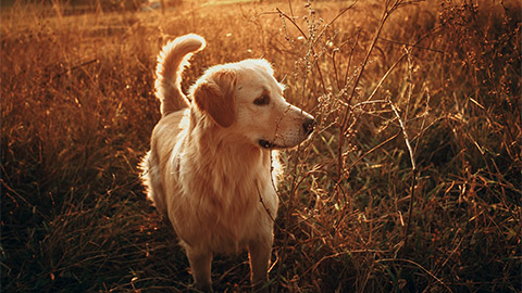 A Golden Retriever out in the field