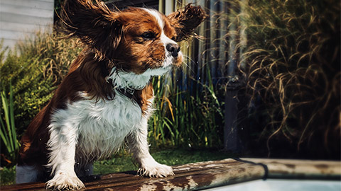 A Cavalier King Charles Spaniel playing in the water