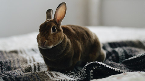 A pet rabbit at home