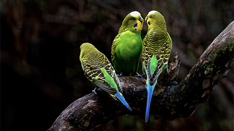 Three budgerigars perched on a branch