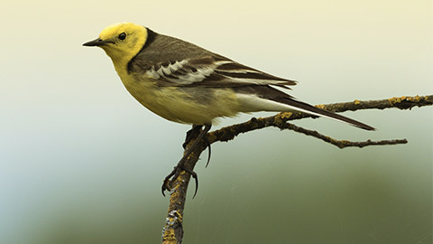 A Canary perched on a branch