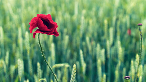 Red flower against a green background of weeds